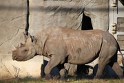 16th Dec 2023 - Rhino