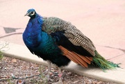 24th Dec 2023 - Peacock Portrait
