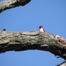 Woodpecker by randy23