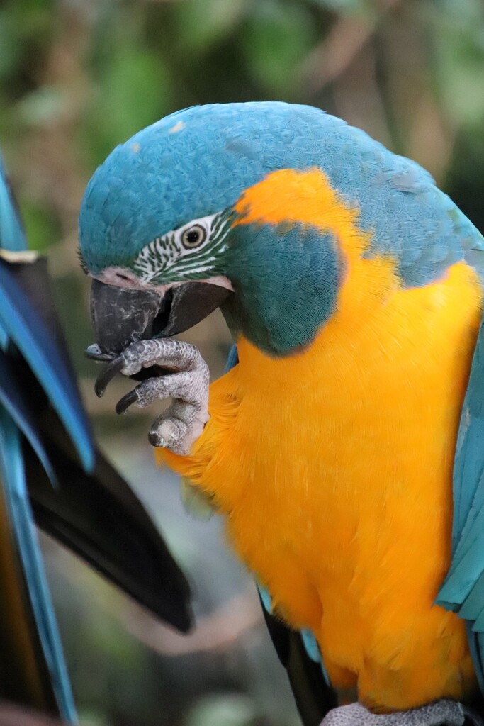 Macaw Nail Biting by randy23