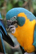 18th Dec 2023 - Macaw Nail Biting