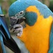 Macaw Nail Biting by randy23