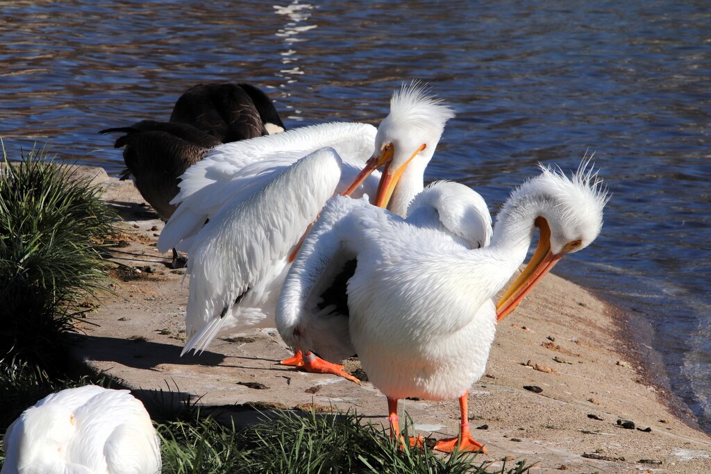 Pelicans Grooming  by randy23