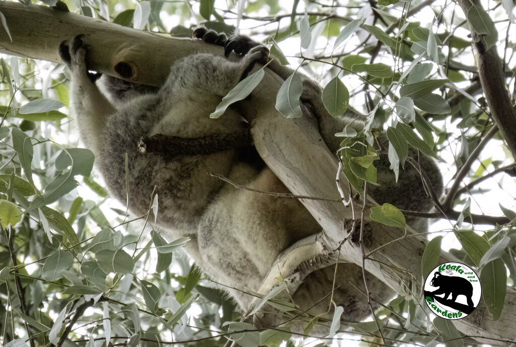 all atangled by koalagardens