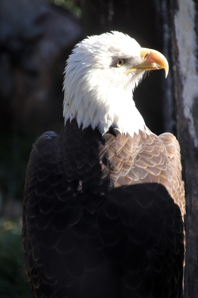Eagle Portrait by randy23