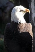 28th Dec 2023 - Eagle Portrait