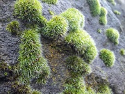 1st Jan 2024 - Moss on a riverside wall.