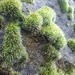 Moss on a riverside wall. by fairynormal