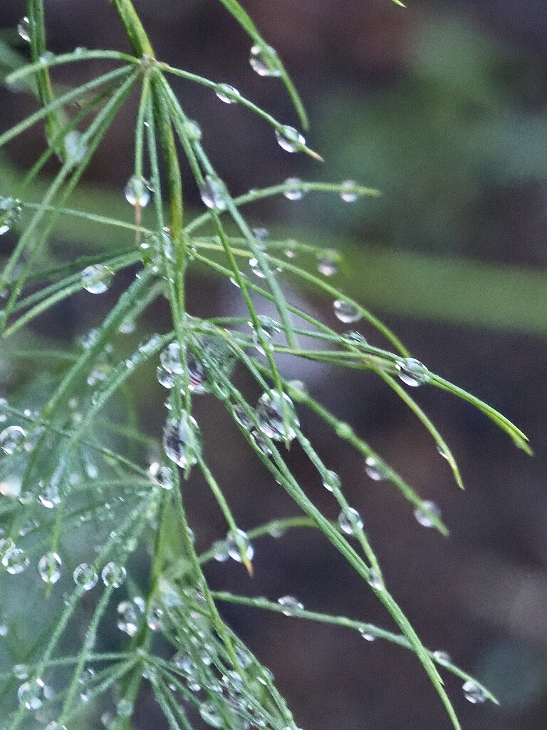 Raindrops on new asparagus plants by Dawn