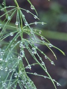 2nd Jan 2024 - Raindrops on new asparagus plants