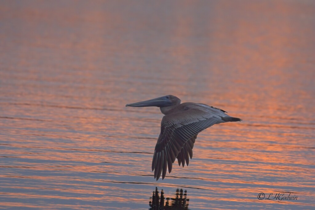 LHG_0703 Pelican at sunset  by rontu