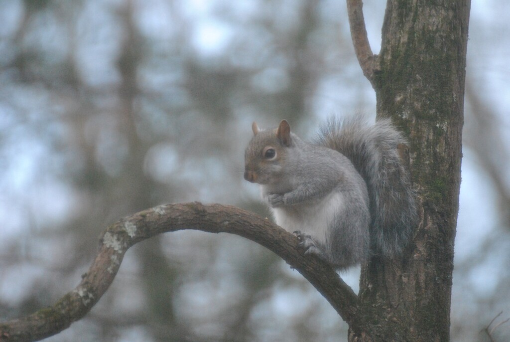 Day 325 SQUIRREL ! by jeanniec57