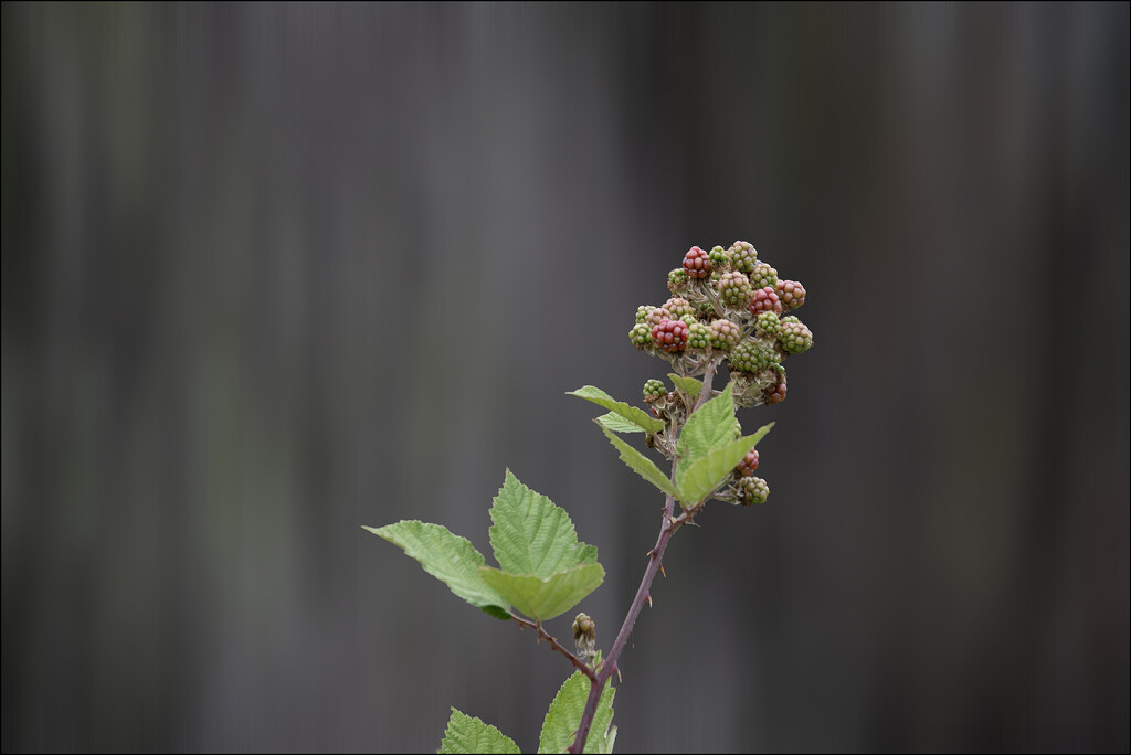 Wild berry bush  by mortmanphotography