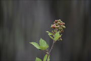 2nd Jan 2024 - Wild berry bush 