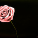 Rose by lstasel