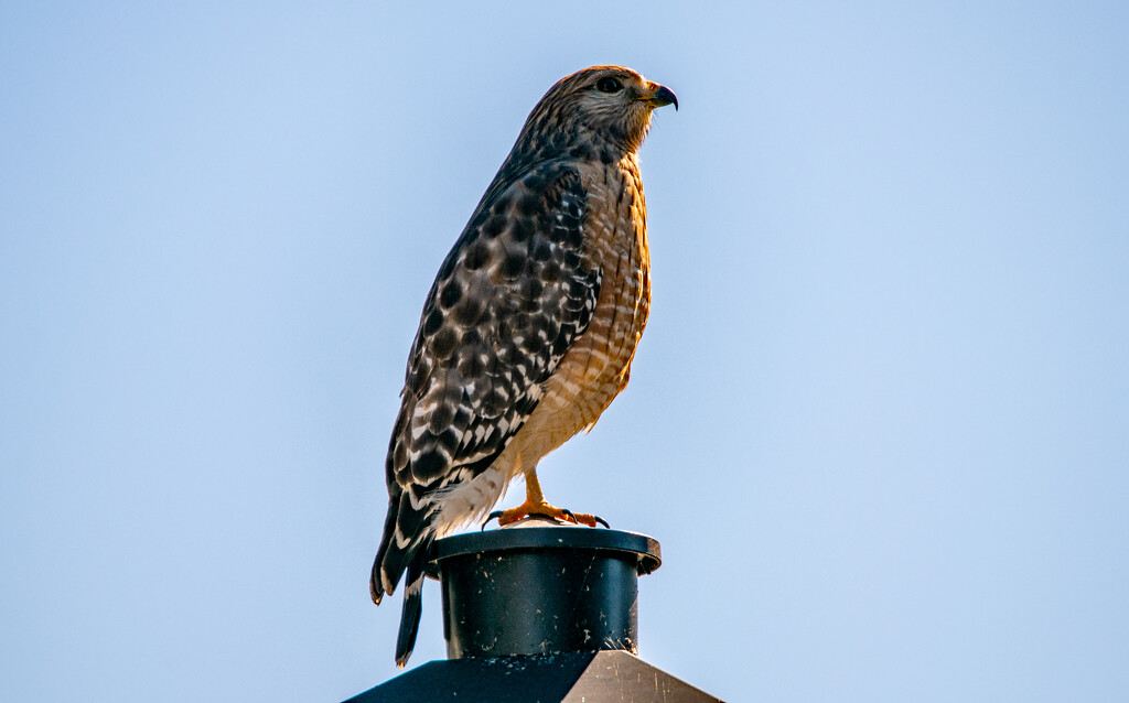 Hawk on the Lamp Post! by rickster549