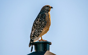 1st Jan 2024 - Hawk on the Lamp Post!
