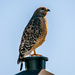 Hawk on the Lamp Post! by rickster549