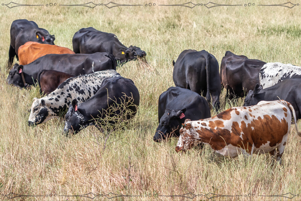 Grazing in the long grass by ludwigsdiana