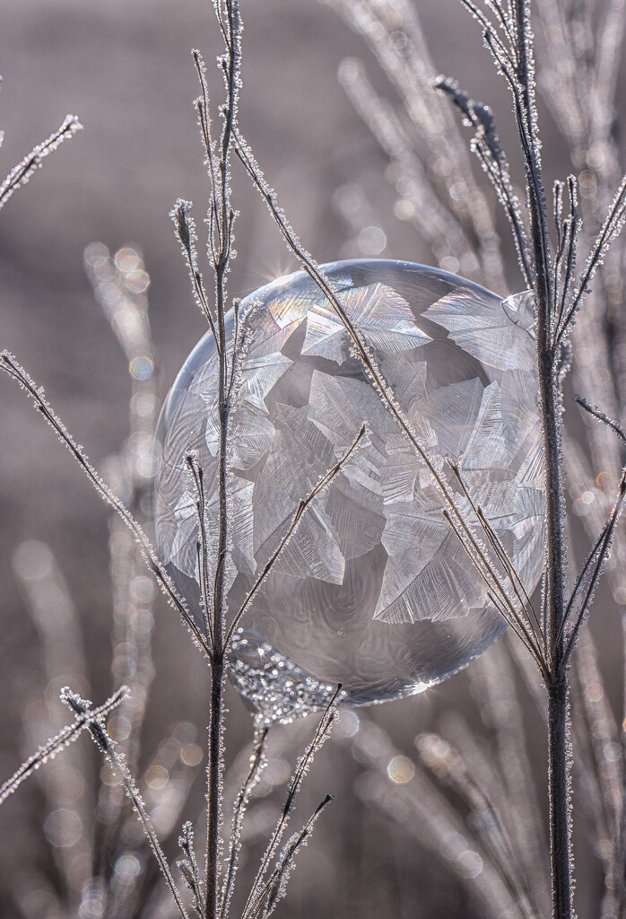 New Year's Eve frozen bubble by aecasey