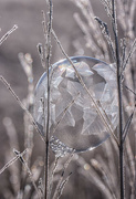 31st Dec 2023 - New Year's Eve frozen bubble