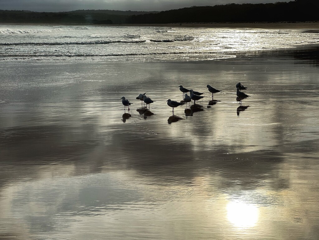 Gulls on wet sand by pusspup