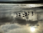 2nd Jan 2024 - Gulls on wet sand
