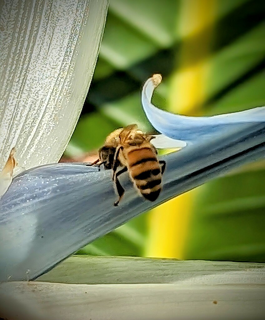 Bee Butt in Bird of Paradise  by photohoot