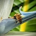 Bee Butt in Bird of Paradise  by photohoot