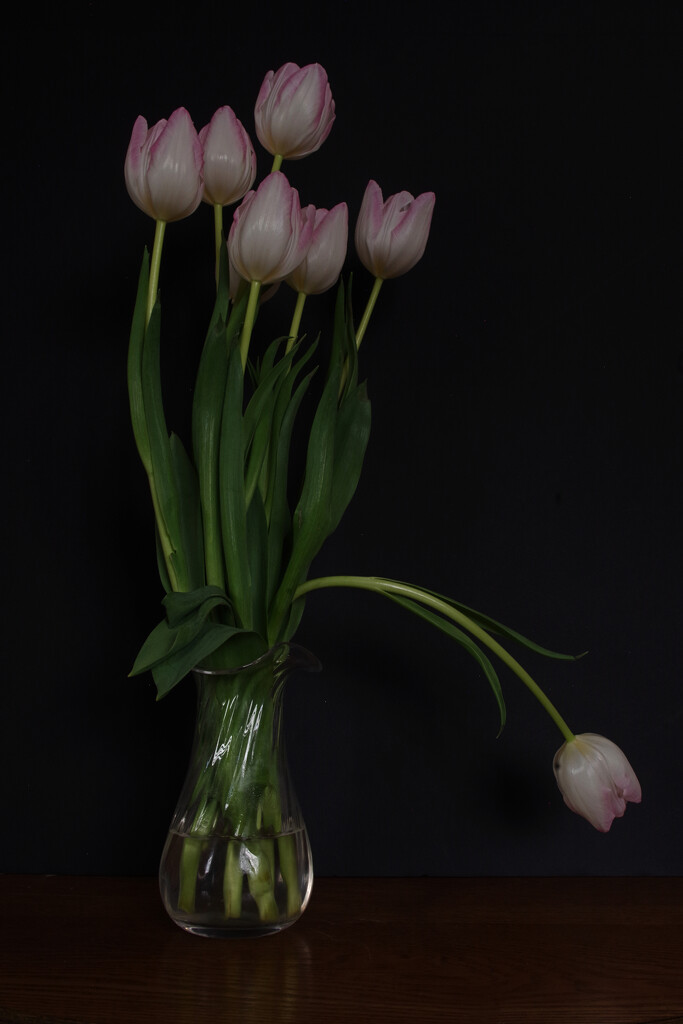 Tulips by 30pics4jackiesdiamond