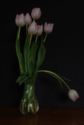 2nd Jan 2024 - Tulips