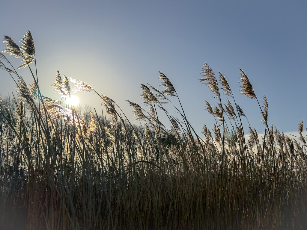 Reeds in the Sun by jangray