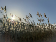 1st Jan 2024 - Reeds in the Sun