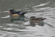 1st Jan 2024 - Wood Ducks