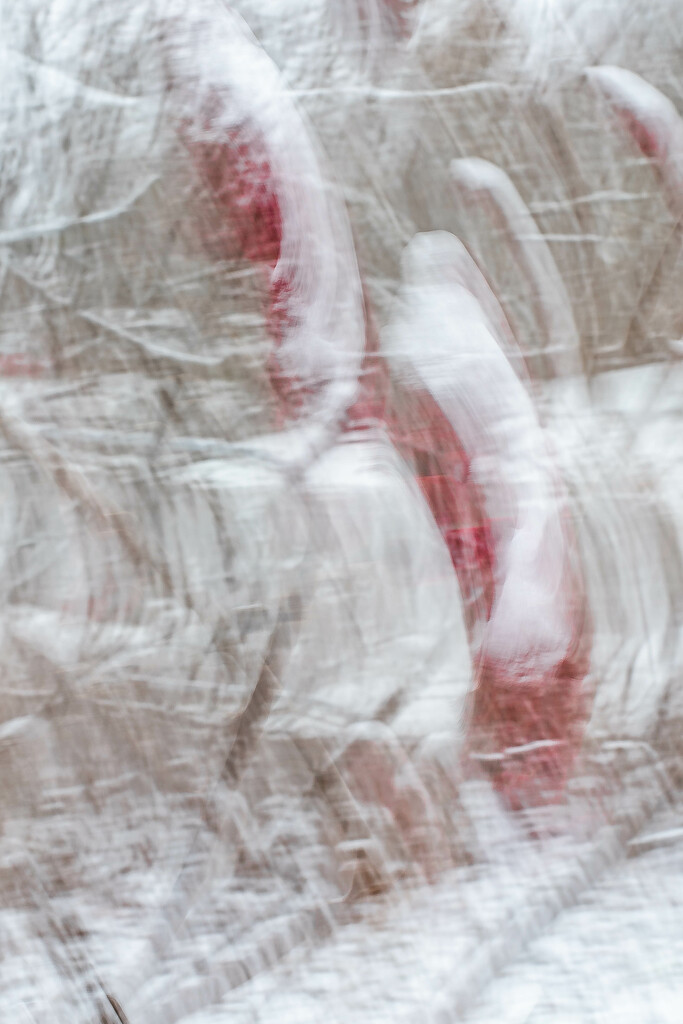 Snowy sumac ICM by darchibald