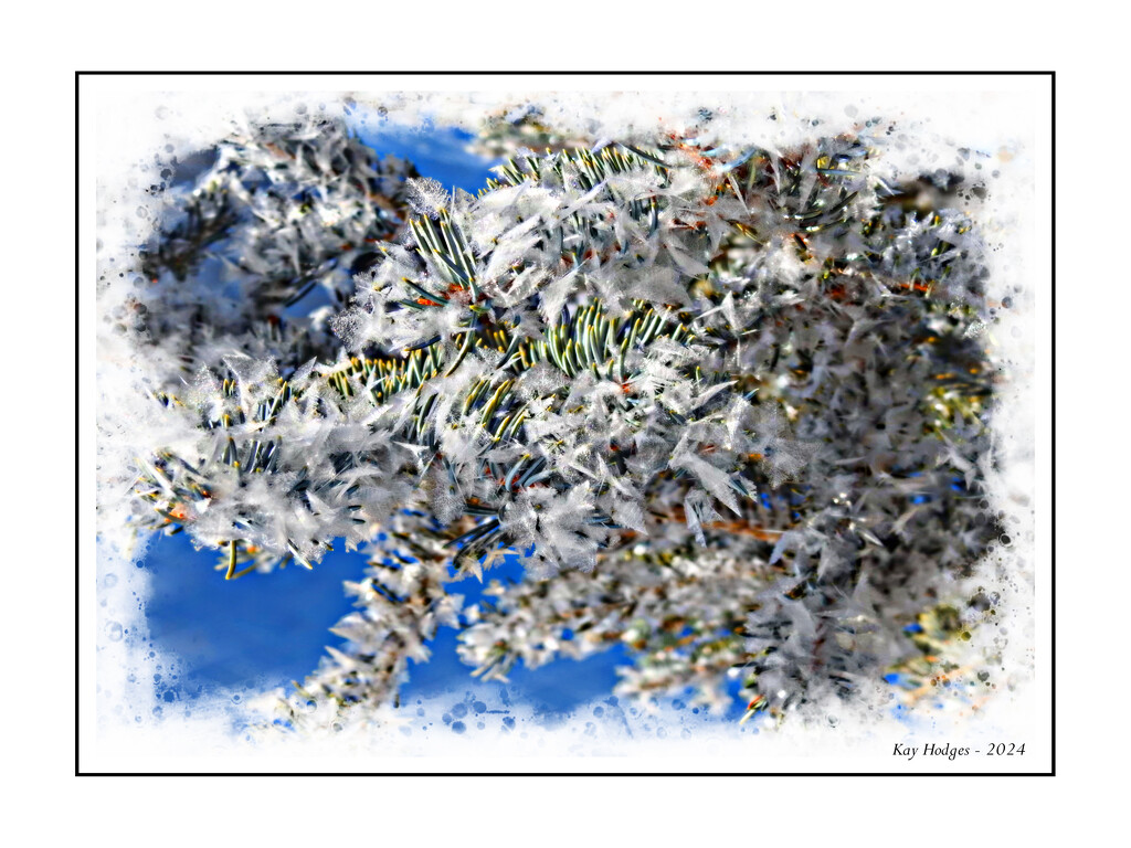 Frosty Pine Needles by kbird61