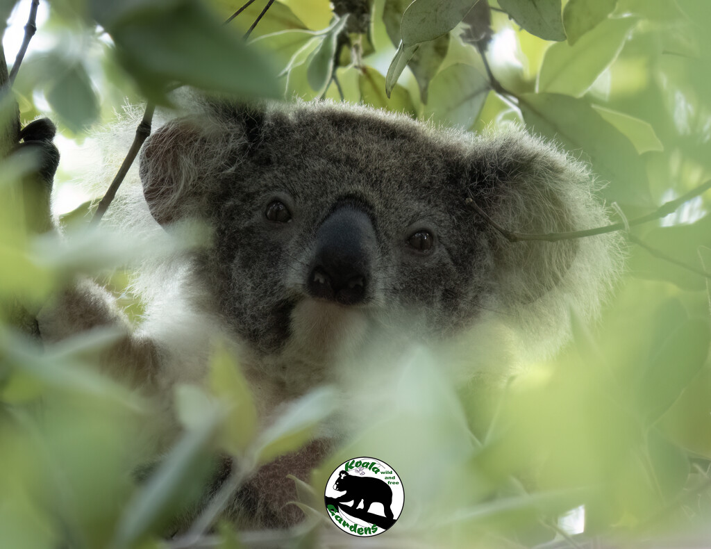 in the bush by koalagardens