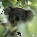 in the bush by koalagardens