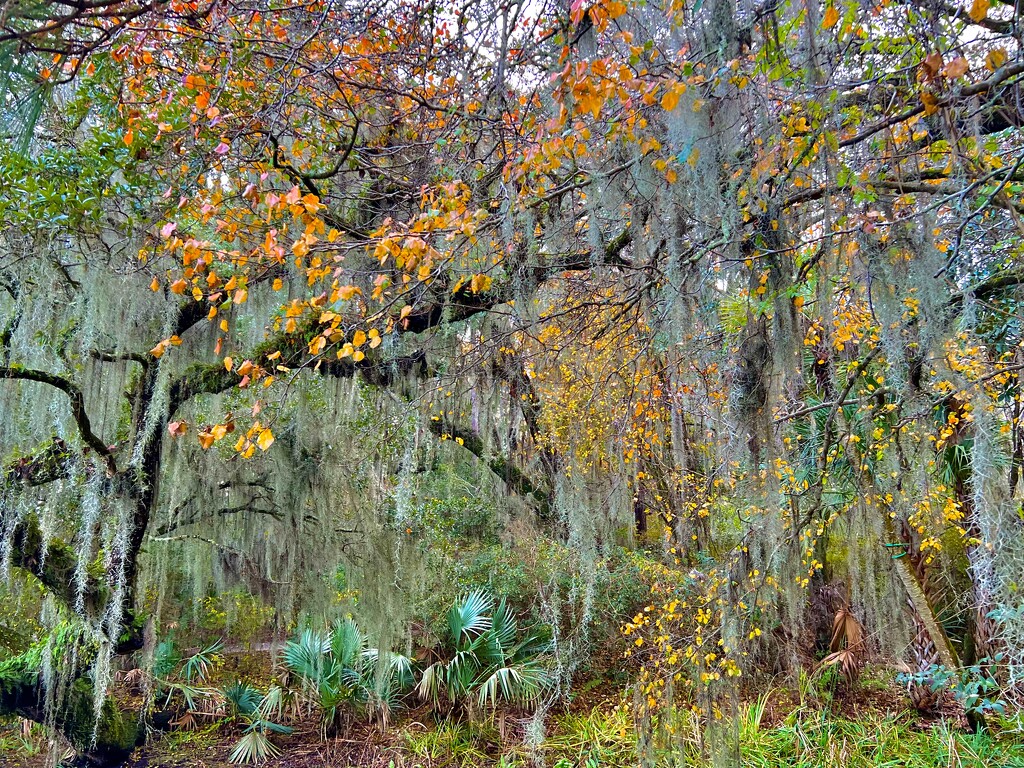 Late Autumn color at Magnolia Gardens, Dec.28 by congaree