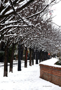 6th Dec 2023 - A row of trees in Buda Castle