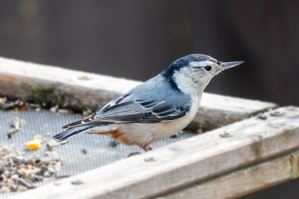 White breasted nuthatch by bobbic