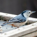 White breasted nuthatch by bobbic