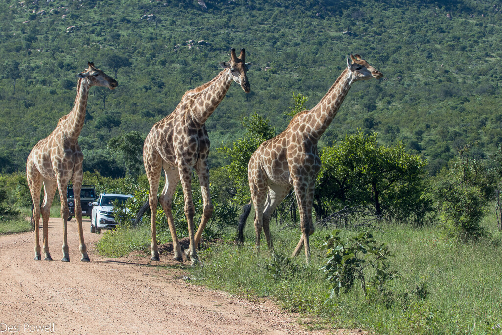 A Journey of Giraffe by seacreature