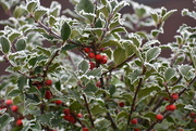 1st Jan 2024 - Frosted Berries