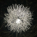 Dandelion Light