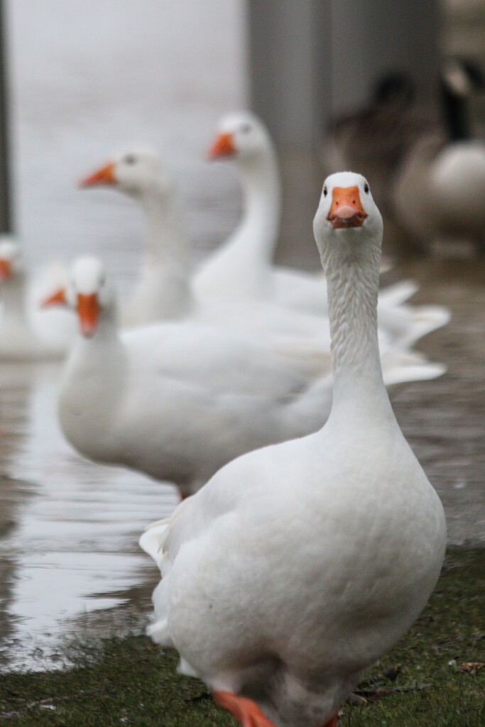 Geese by plebster