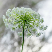 29th Dec 2023 - Underneath Queen Annes Lace