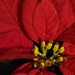 Poinsetta detail by paulabriggs