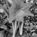 Amaryllis Black and White by larrysphotos