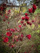 2nd Jan 2024 - Bright Red Flowers